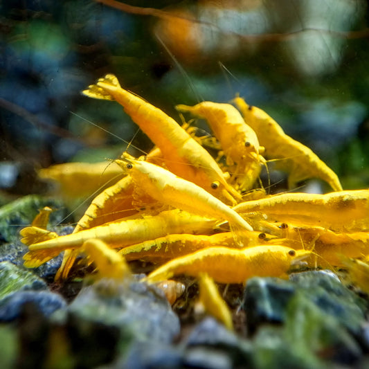 Golden Back Neocaridina Shrimp