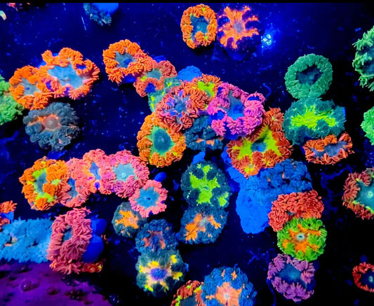Asrt Rock Flower Anem