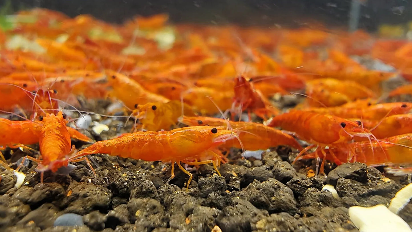 Blood Sunkist Neocaridina Shrimp