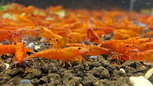 Blood Sunkist Neocaridina Shrimp