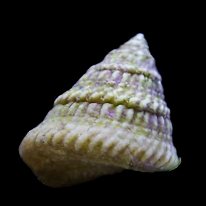 Astrea Snail