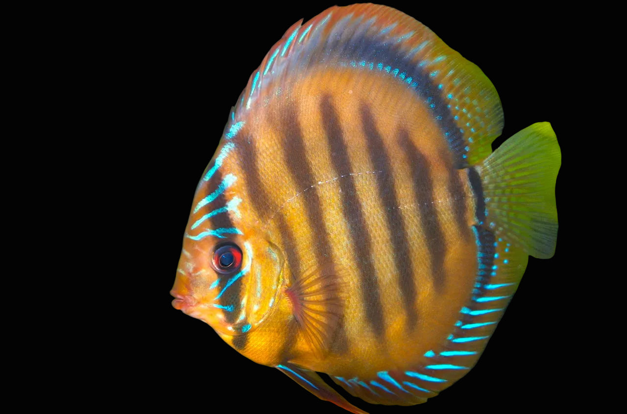 Wild Heckel Discus