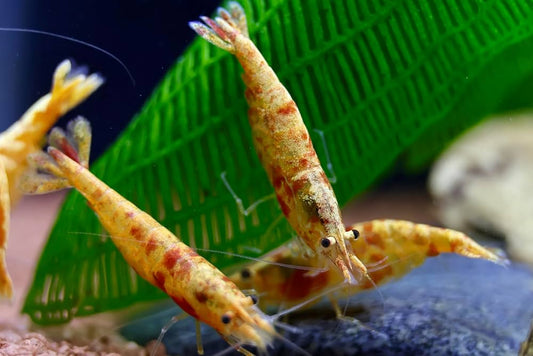 Koi Sunburst Neocaridina Shrimp