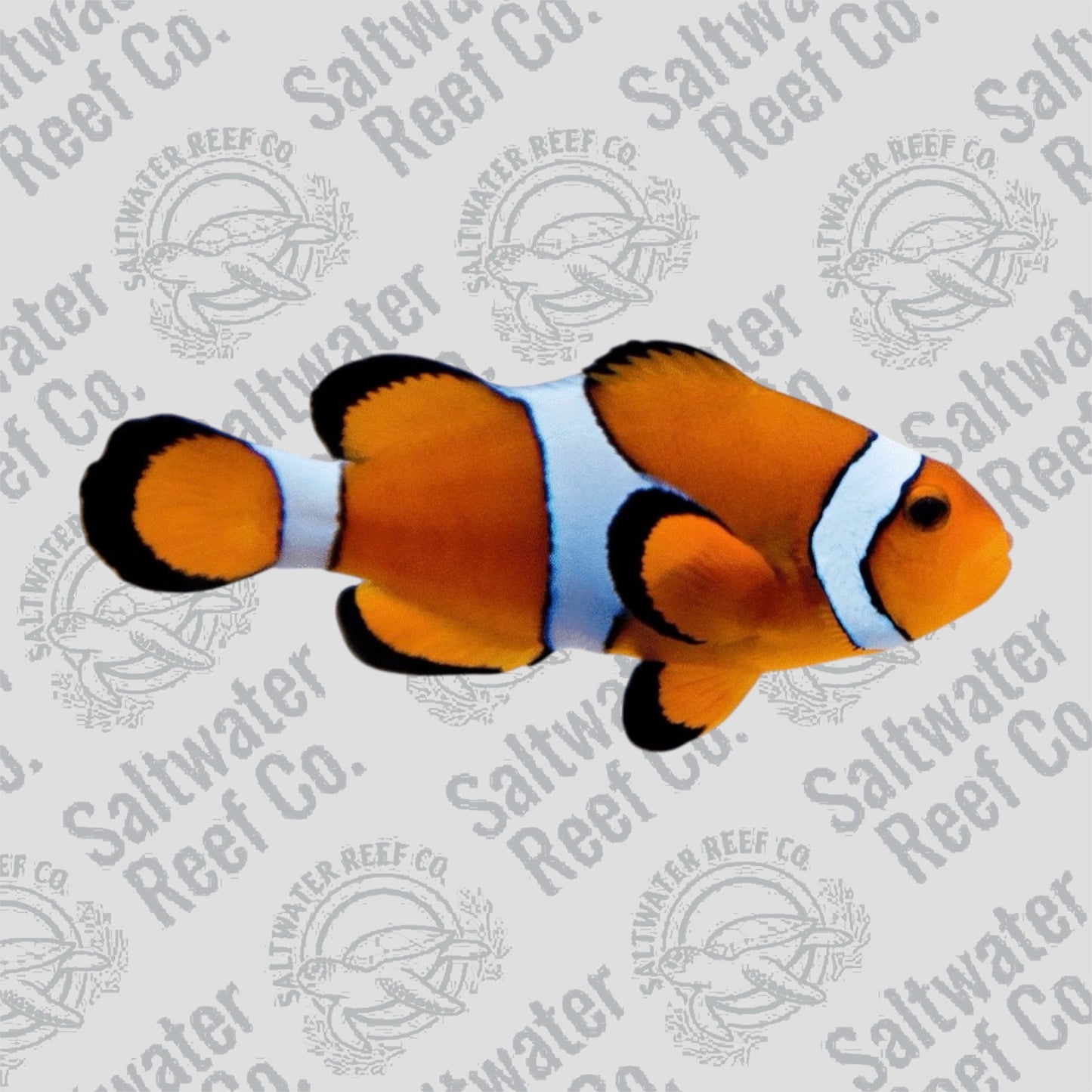 Ocellaris Clown