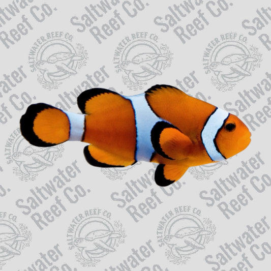 Ocellaris Clown