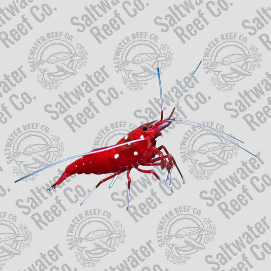 Fire Shrimp Lysmata Debelius