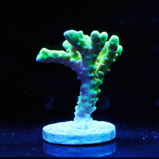 Gold Staff Anacropora Frag