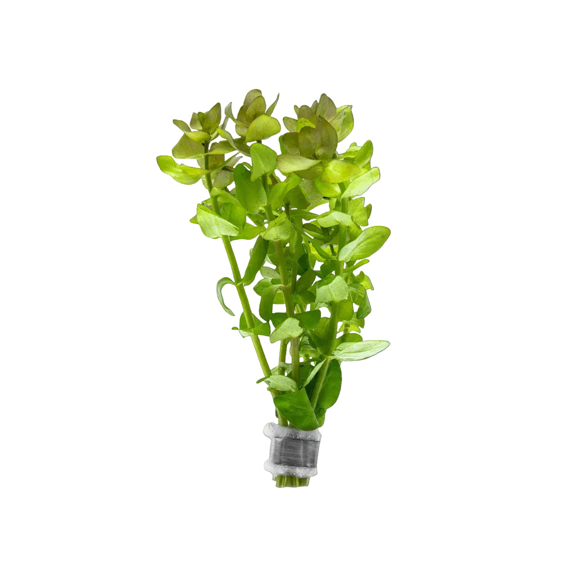 Bacopa Caroliniana - Blue Water Hyssop