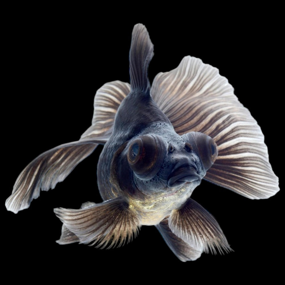 Black Fan Moor Goldfish