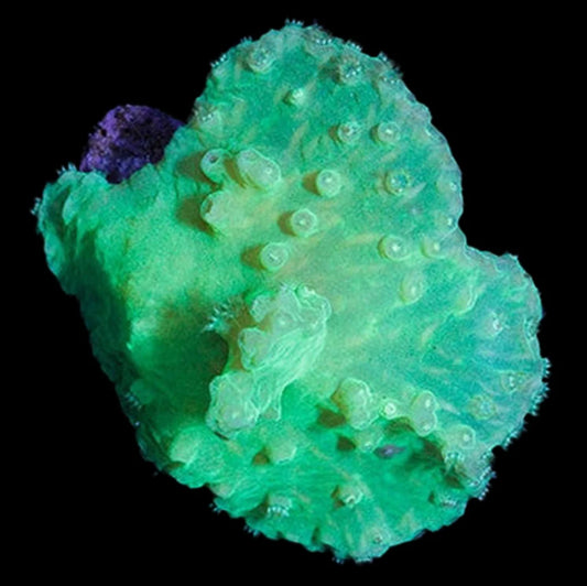 Neon Green Cabbage Leather