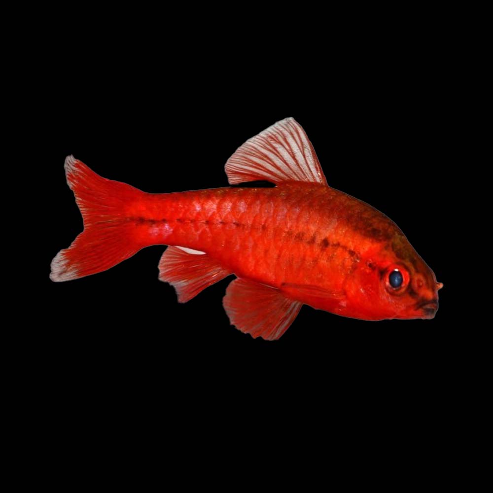 Cherry Barbs