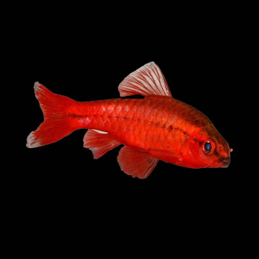 Cherry Barbs