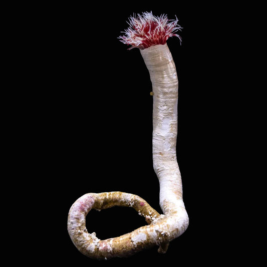Hard Tube Coco Worm