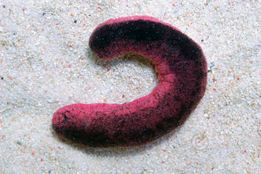 Pink & Green Cucumber