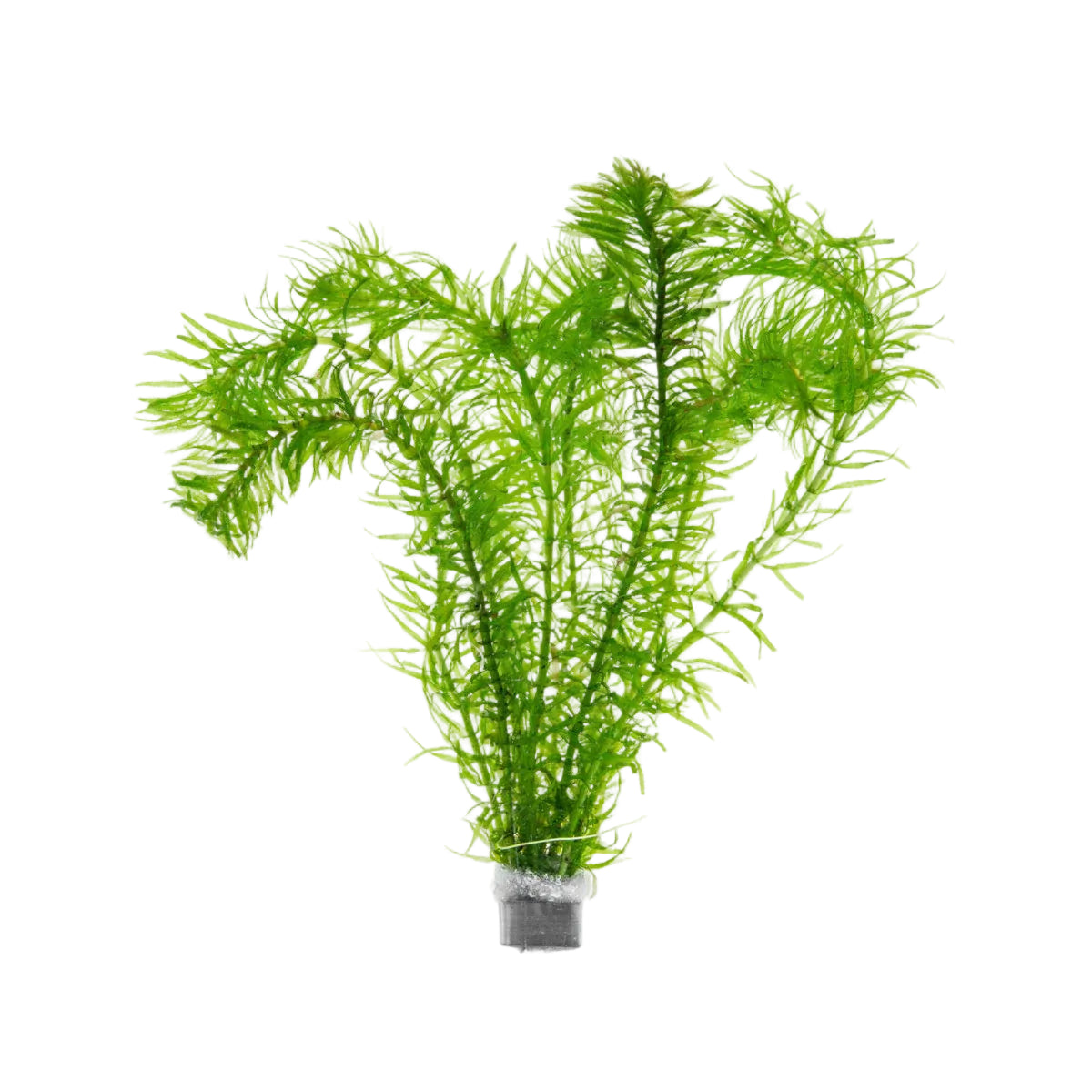 Egeria Najas - Narrow Leafed Anacharis