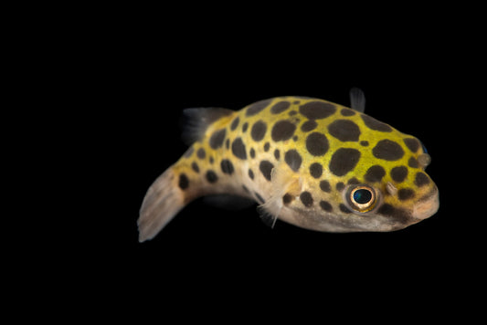Green Spotted Puffer