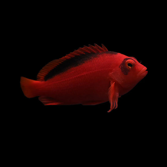Flame Hawk