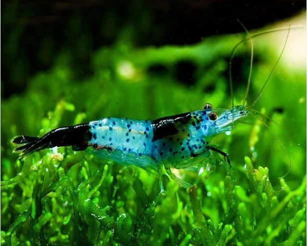 Black Rili Neocaridina Shrimp
