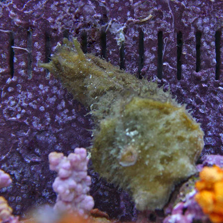Sea Hare Wedge
