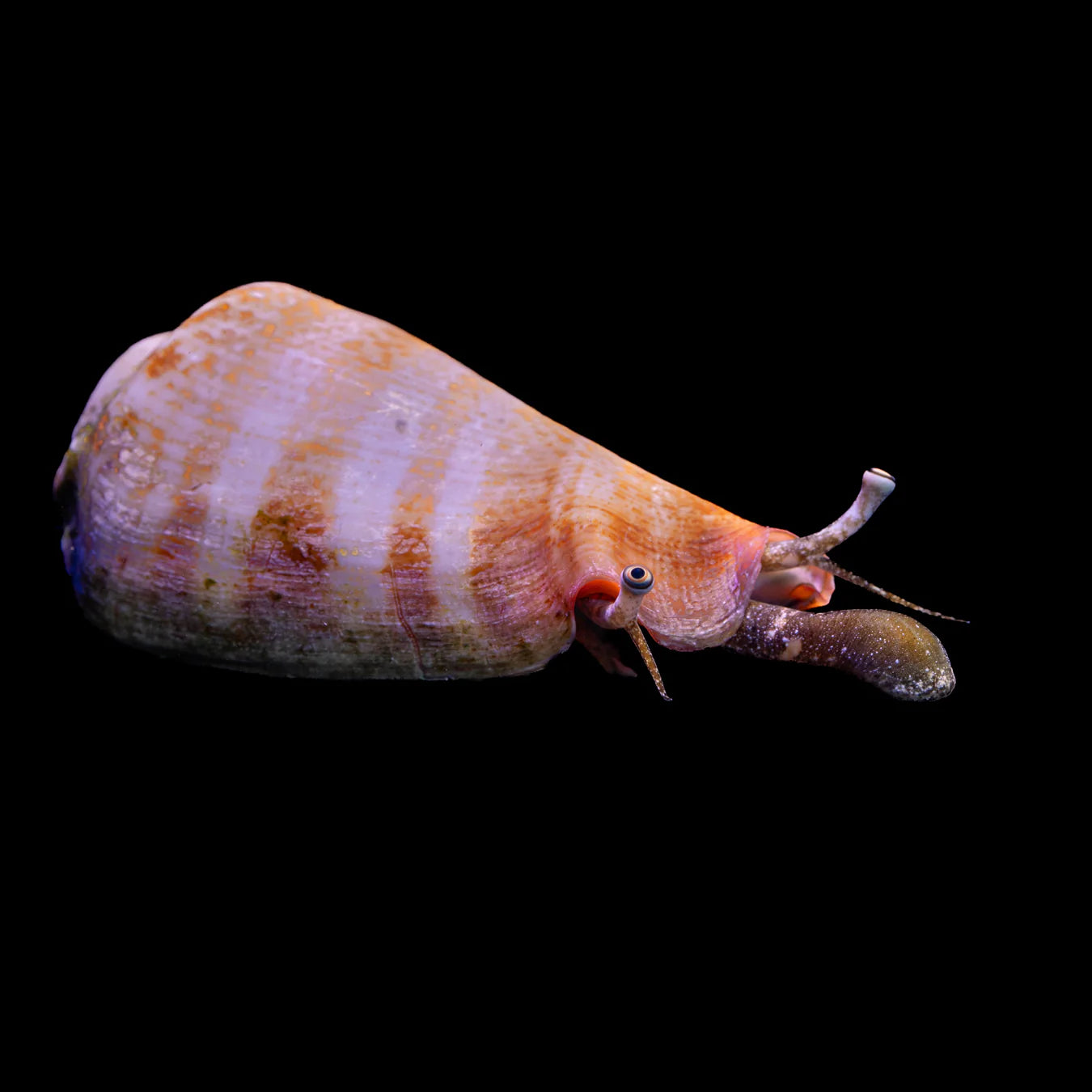 Tiger Sand Conch