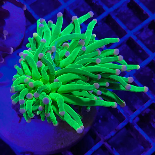 Cotton Candy Torch *price per head*