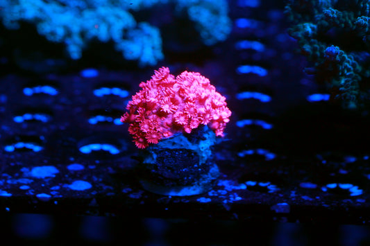 WYSIWYG Red Goniopora Frag #0569