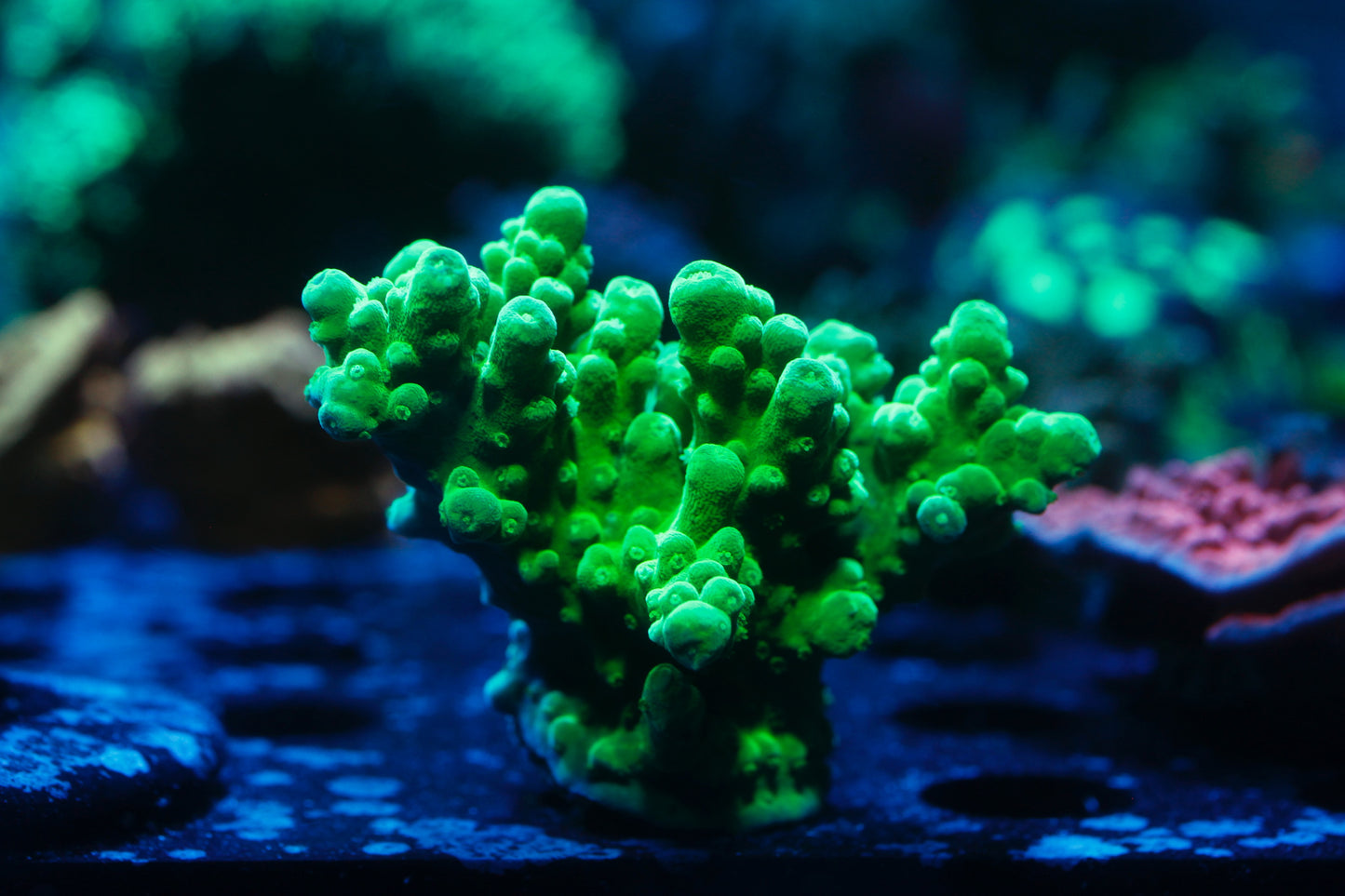 ORA Frogskin Acropora Frag to Order