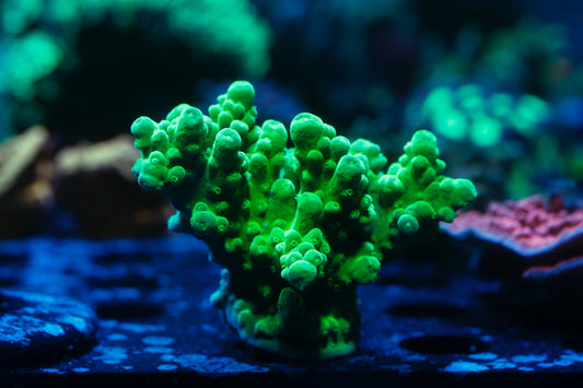 ORA Frogskin Acropora Frag to Order