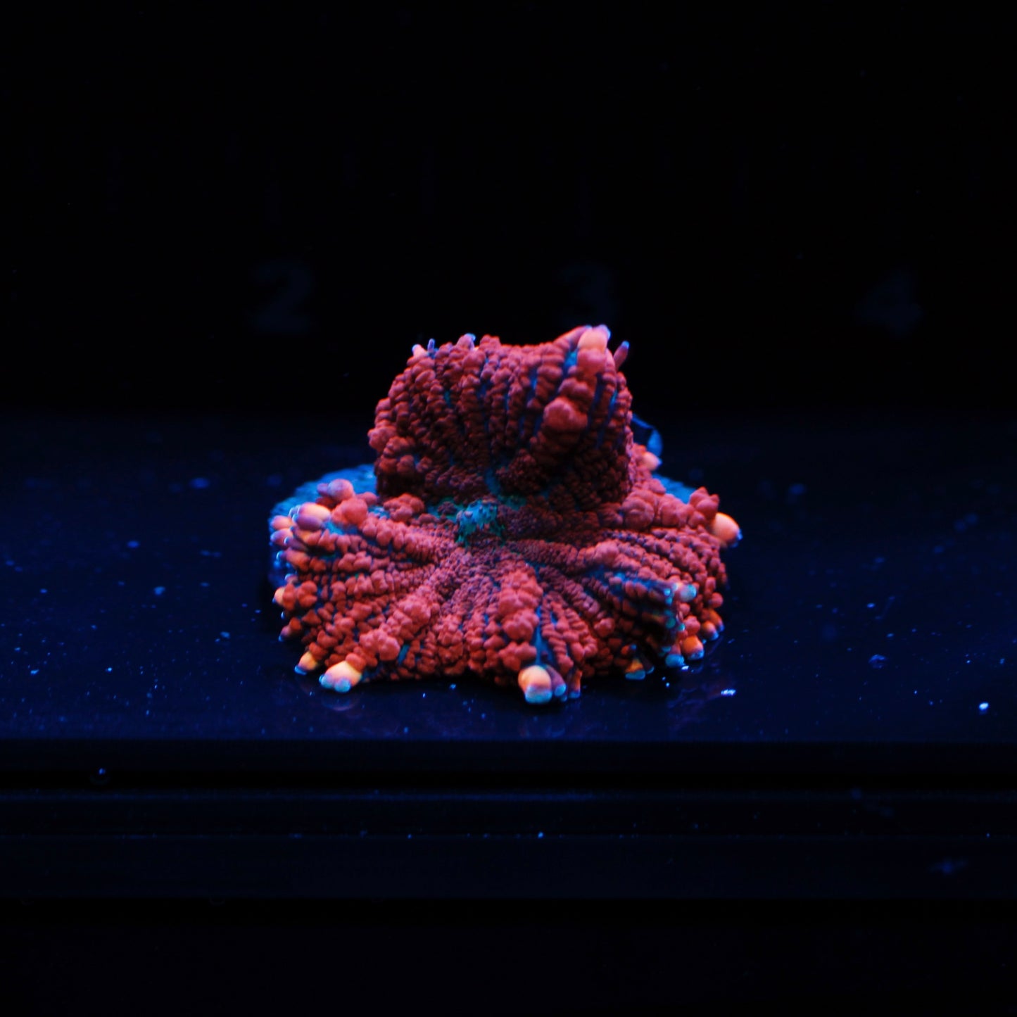 WYSIWYG Super Rhodactis Mushroom #0571
