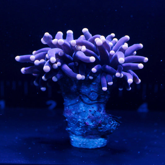 Almost WYSIWYG Malaysian Joker Torch *Double Headed* #0572