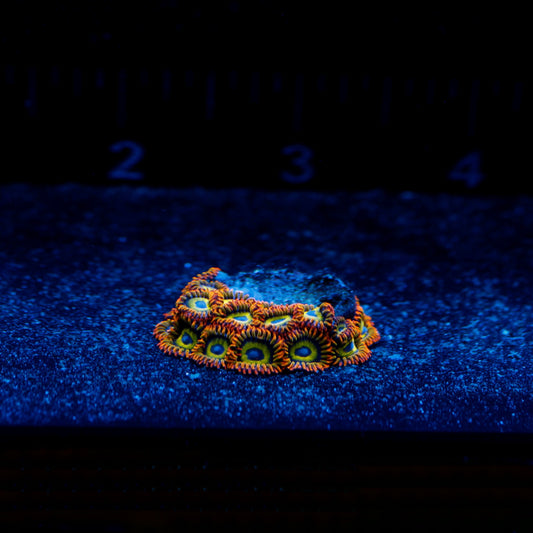 WYSIWYG Fruit Loops Zoa #0574