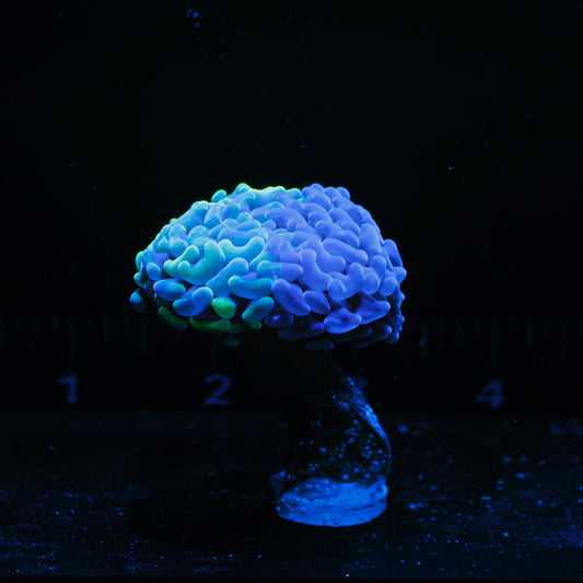 Splatter Branching Hammer *price per head*