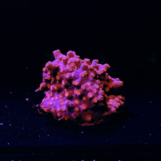 WYSIWYG Hot Head Cyphastrea #0586
