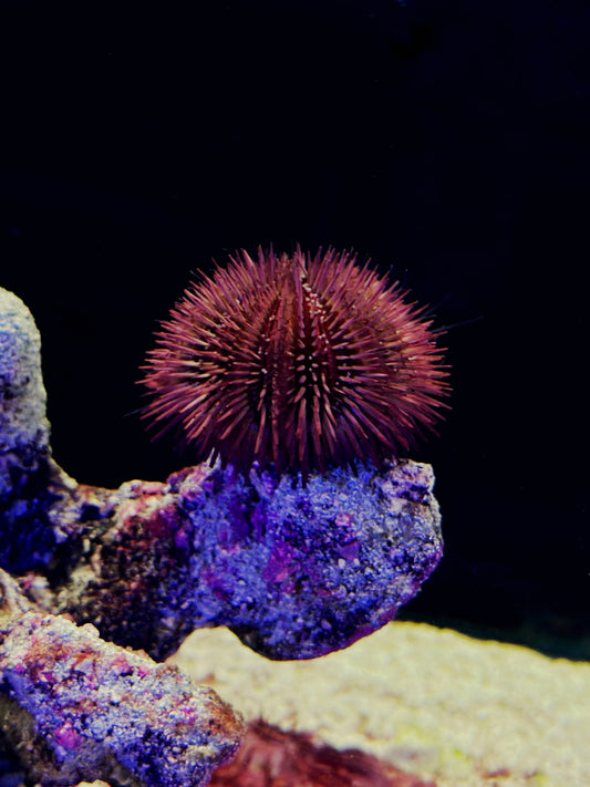 Urchin Pincushion