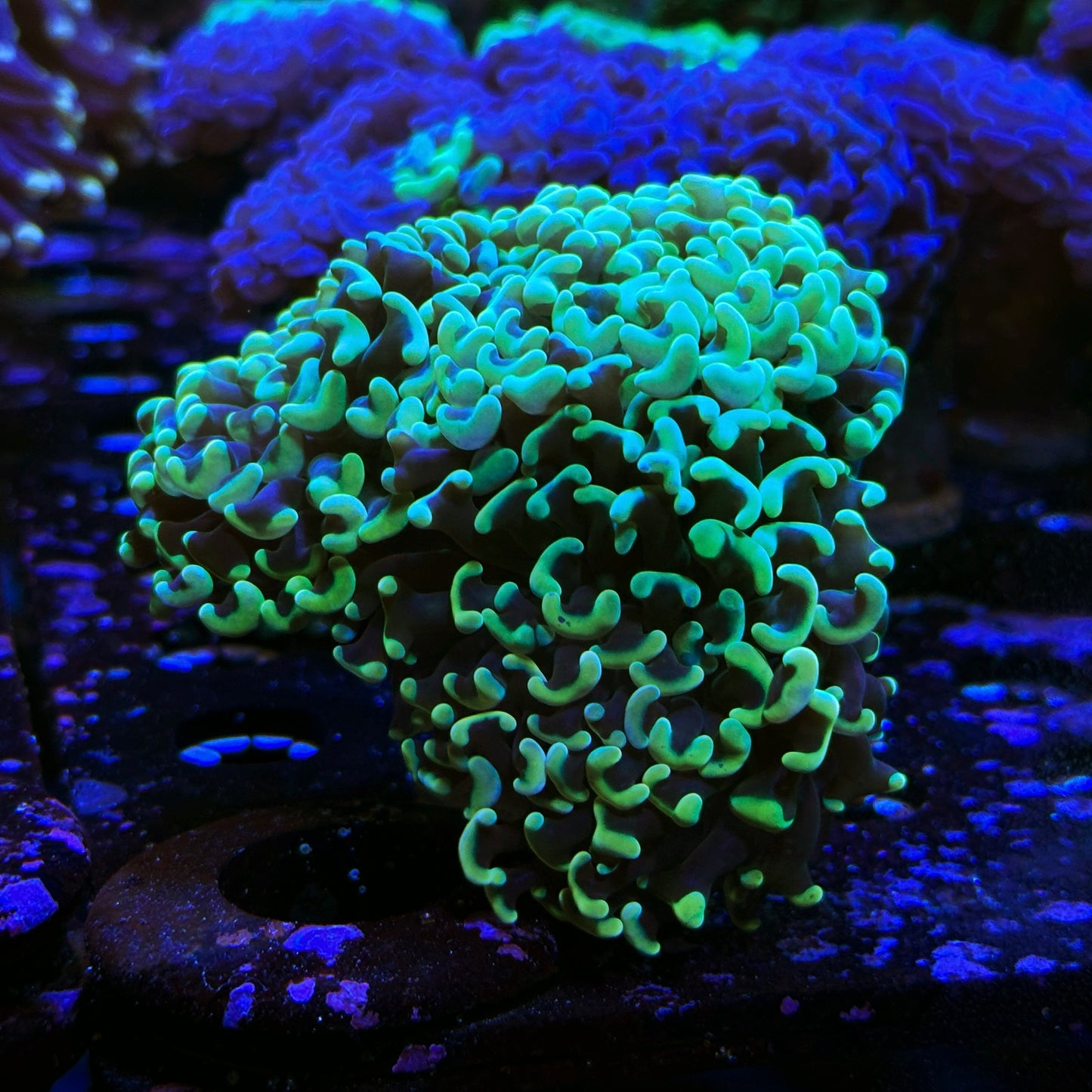 Almost WYSIWYG Double Headed Orange Branching Hammer