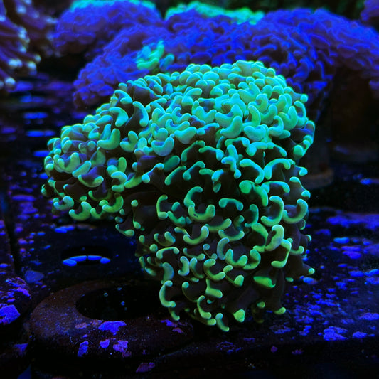 Almost WYSIWYG Double Headed Orange Branching Hammer