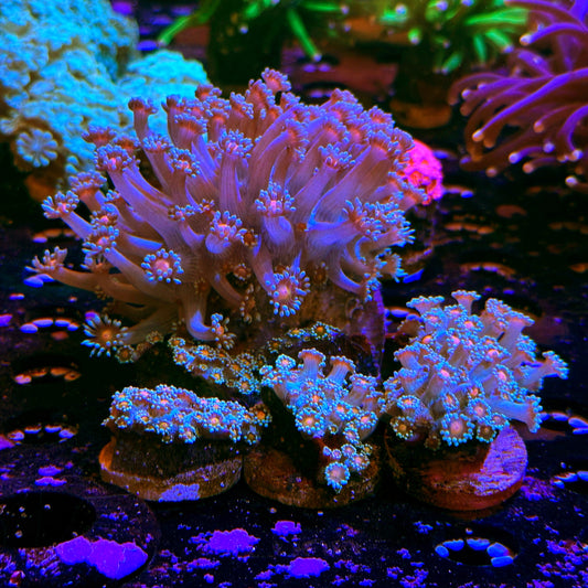 WYSIWYG Ultra Pink Center Goniopora Frag