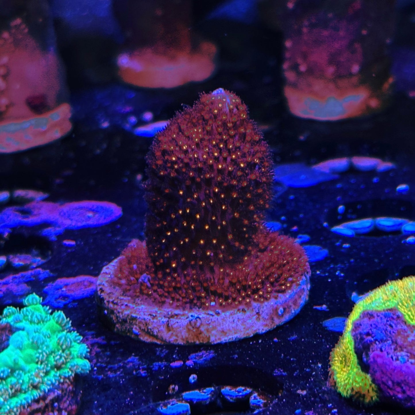 WYSIWYG JF Sunset Stylocoeniella Coral