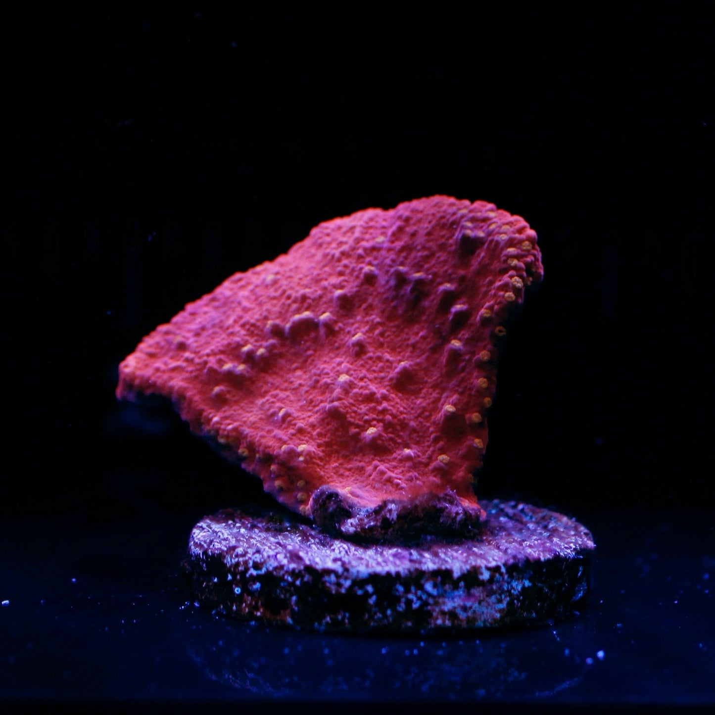 WYSIWYG Sunburst Montipora Frag #0652