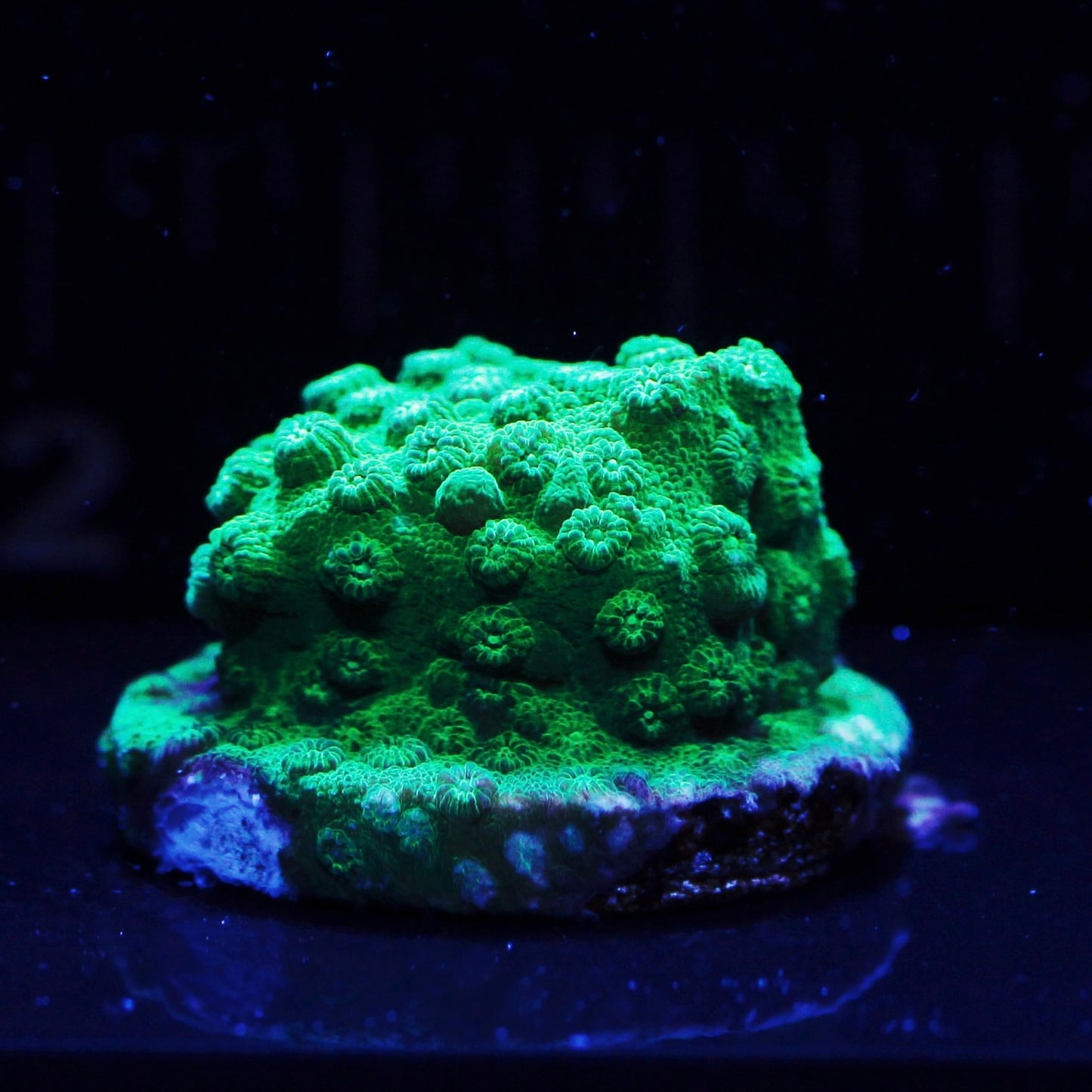 Neon Green Cyphastrea Frag