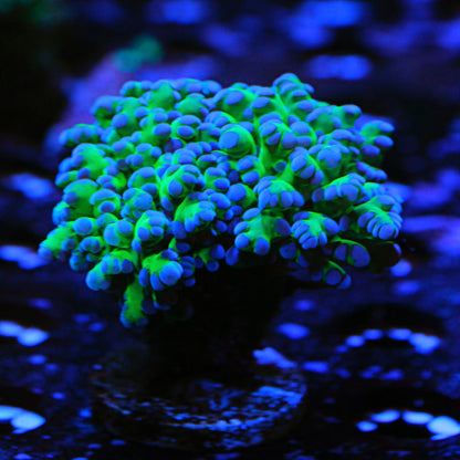 Almost WYSIWYG Purple Tip Frogspawn *price per head* #1028