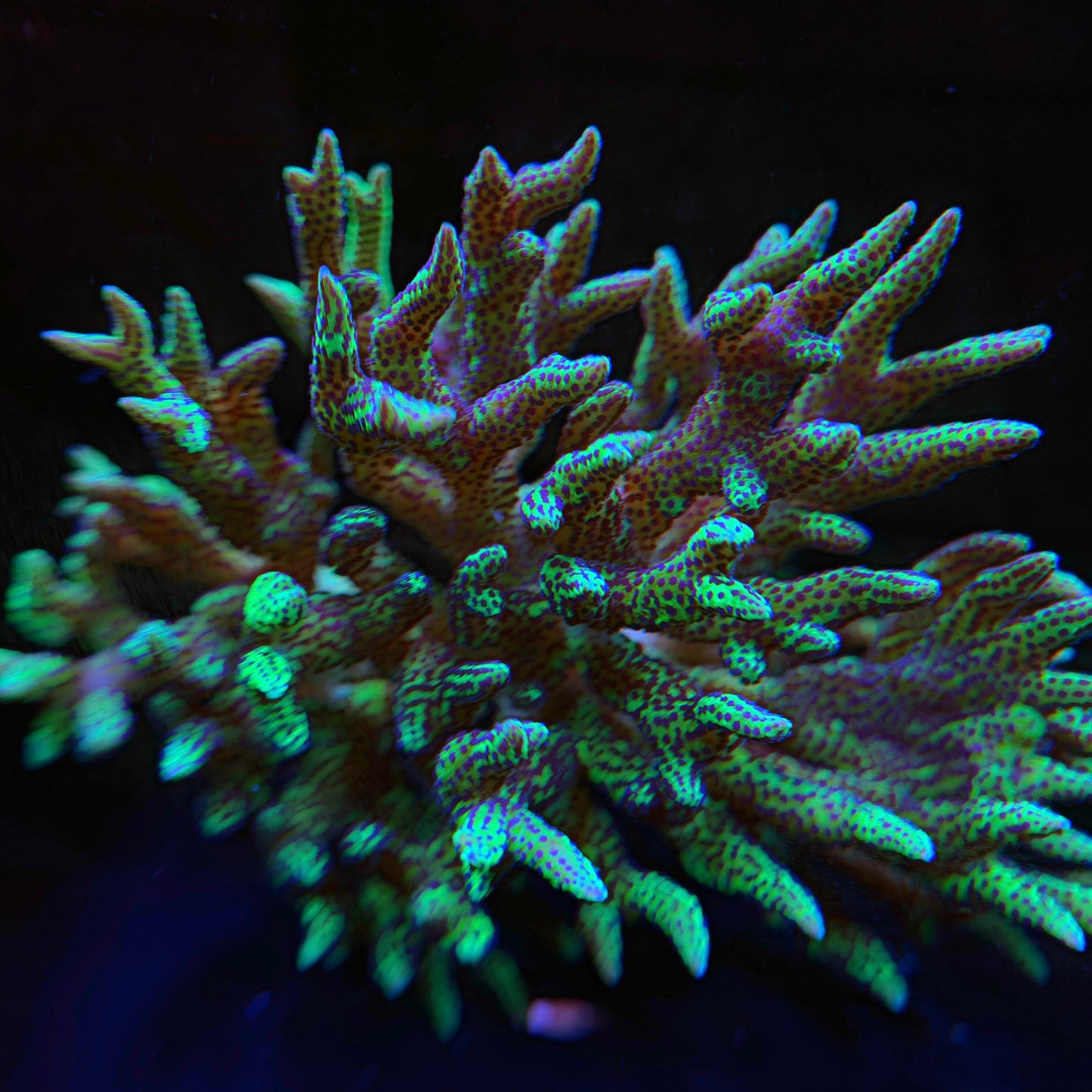 WYSIWYG 4" Birdsnest Colony #1033