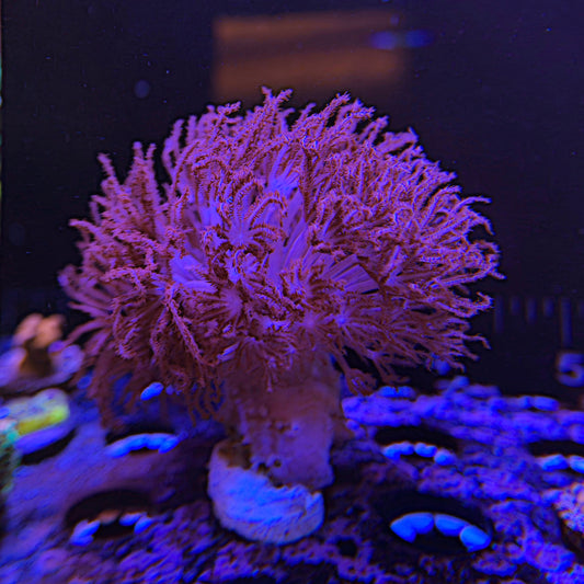 Small Red Xenia