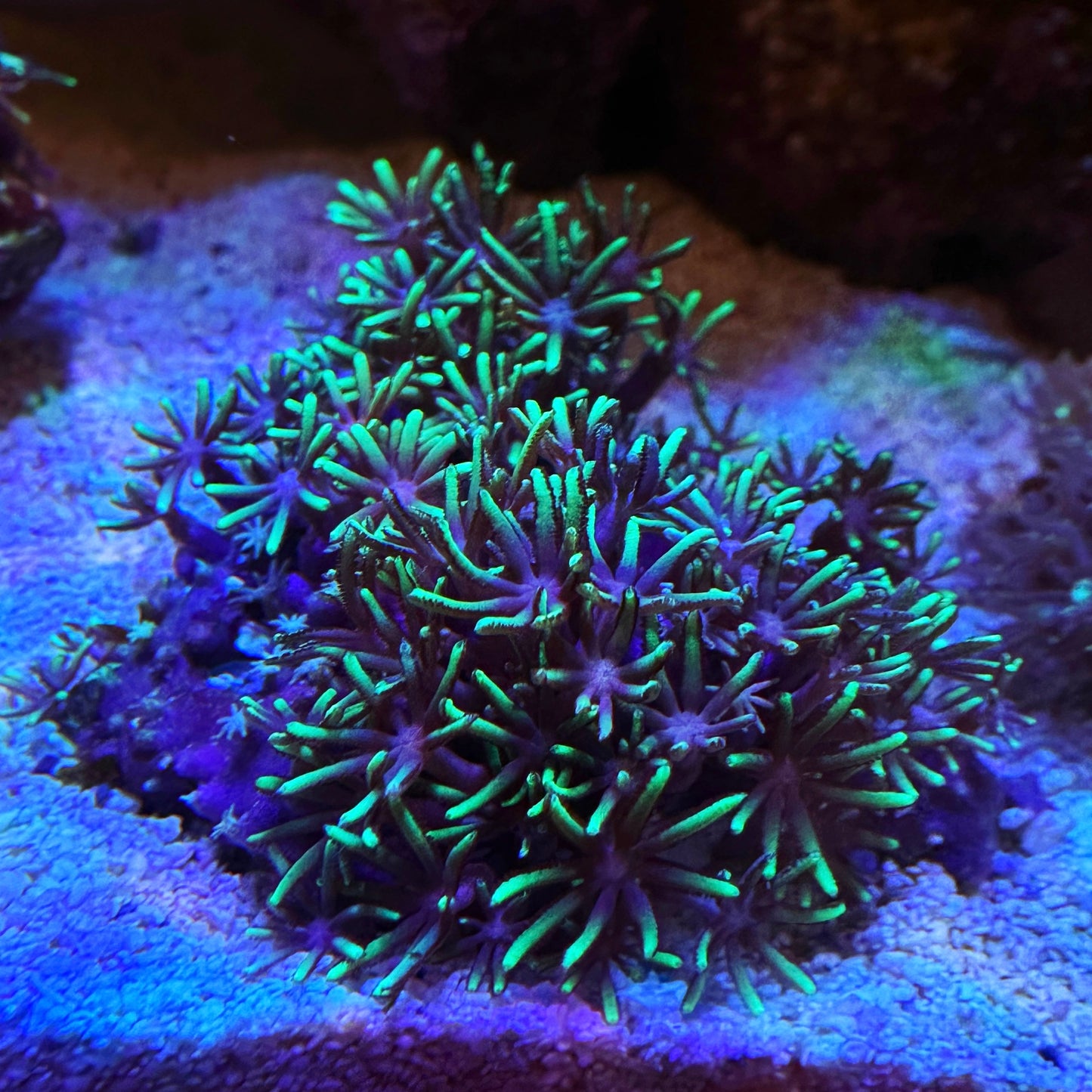GSP Frag