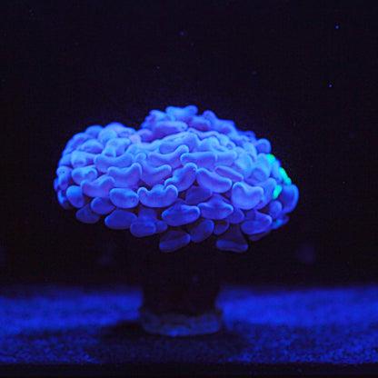 Splatter Branching Hammer *price per head*