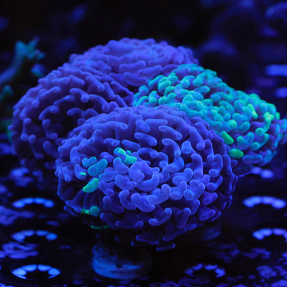 Splatter Branching Hammer *price per head*