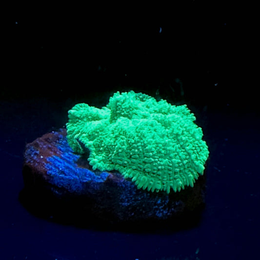 WYSIWYG Green Rhodactis Mushroom #1081
