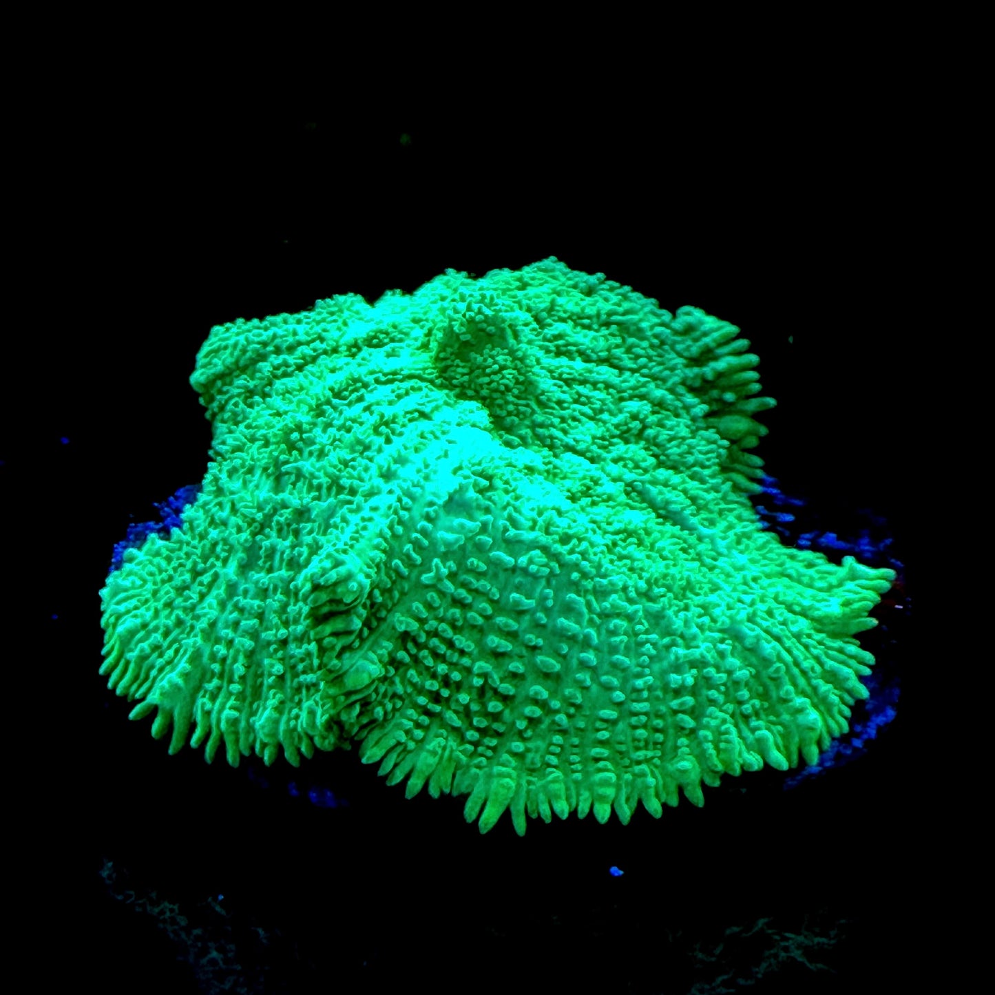WYSIWYG Green Rhodactis Mushroom #1082