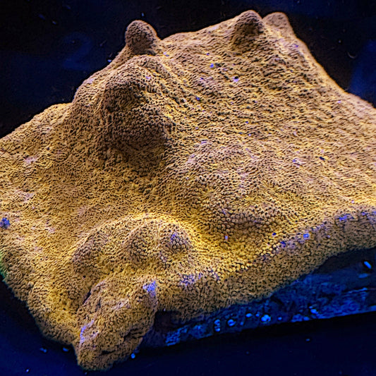 Almost WYSIWYG Watermelon Psammacora Frag