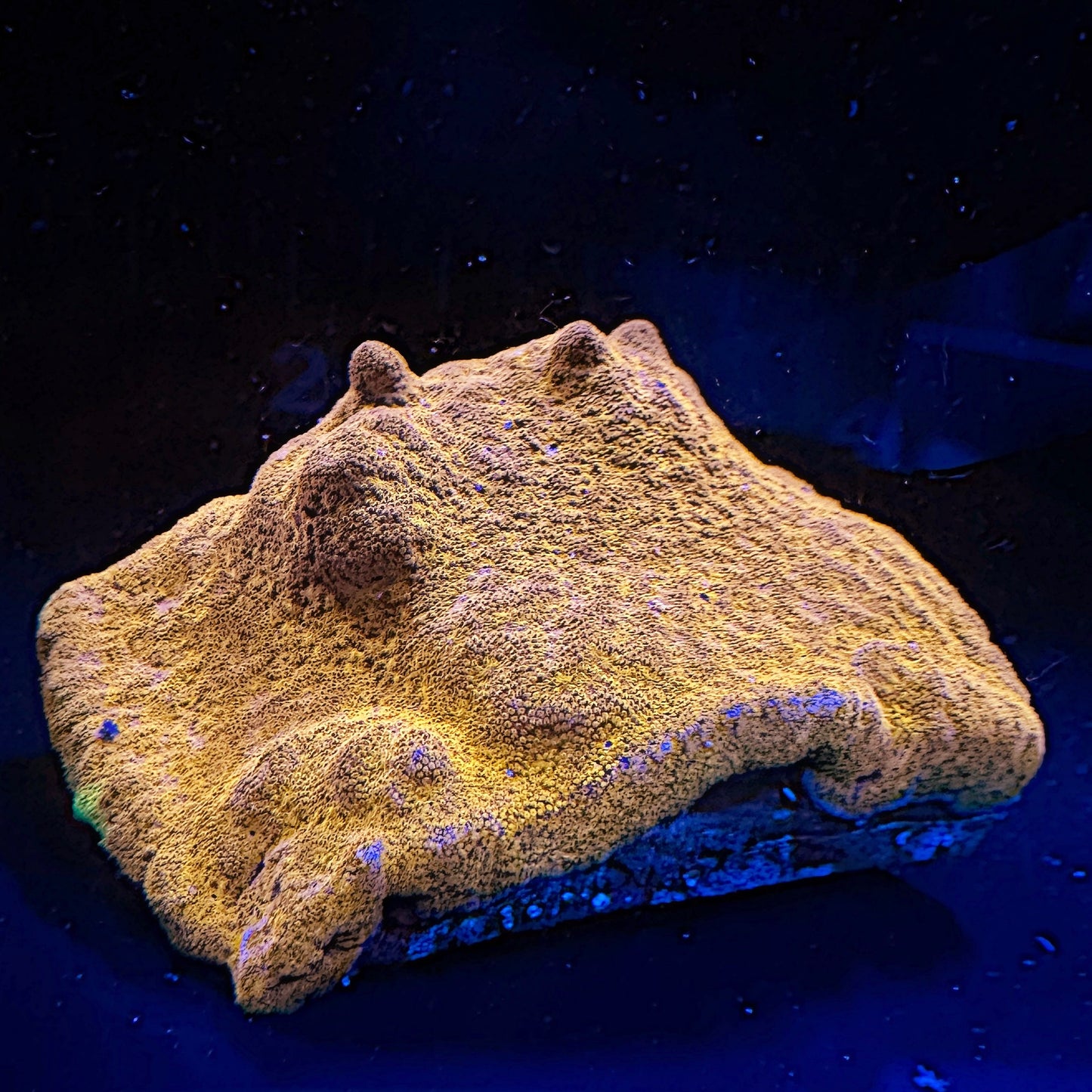 Almost WYSIWYG Watermelon Psammacora Large Frag